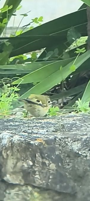 Regolo  - Francesco Pietrasanta