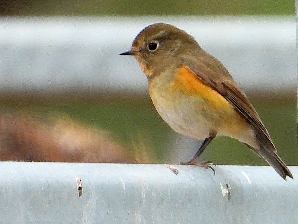 Cotxa cuablava  - Antoni Abad