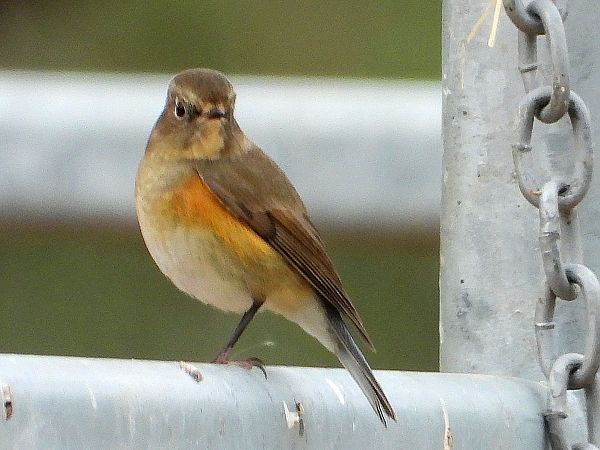 Cotxa cuablava  - Antoni Abad