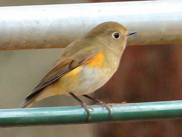 Cotxa cuablava  - Antoni Abad