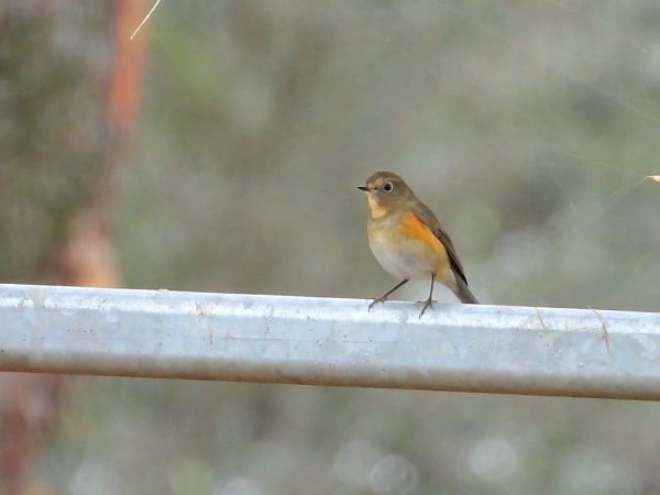 Cotxa cuablava  - Antoni Abad