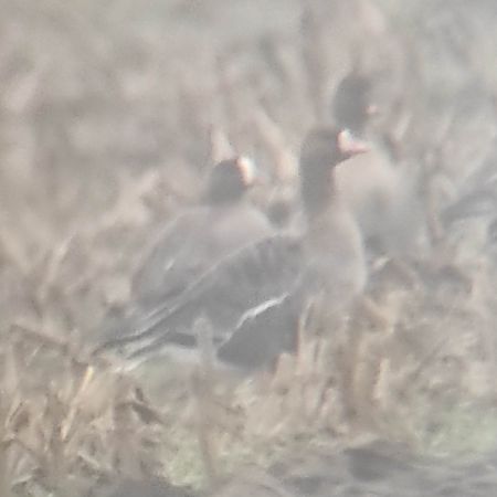 gęś mała  - Szymon Kaczmarek