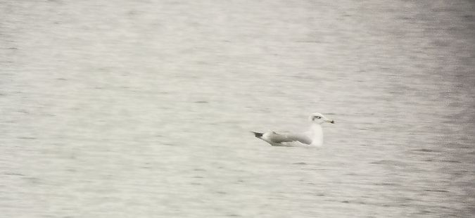 orlica  - Przemysław Jura