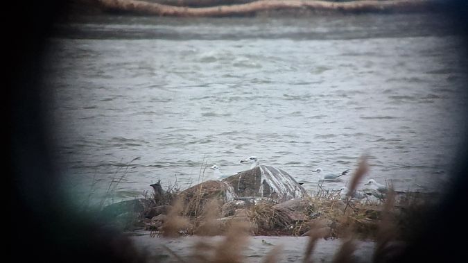 Fischmöwe  - Hubert Mateuszczyk