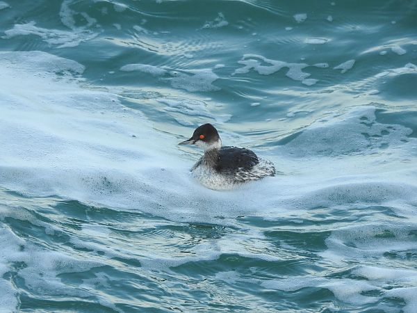 Svasso piccolo  - Matteo Bonvicini