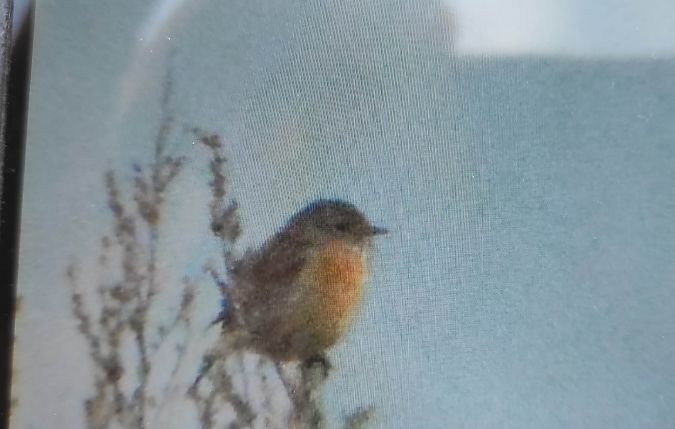 kląskawka  - Szymon Kaczmarek