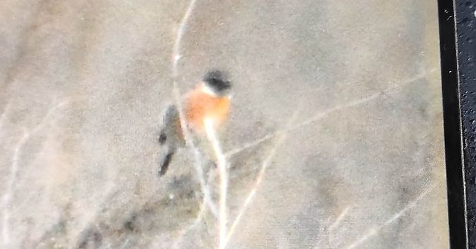 Tarier pâtre  - Szymon Kaczmarek