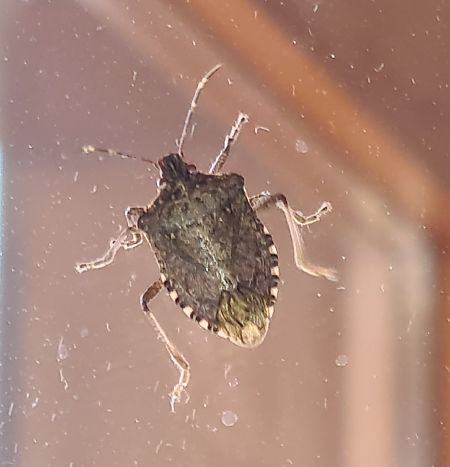 Cimice asiatica  - Fabrizio Florit (FVG)