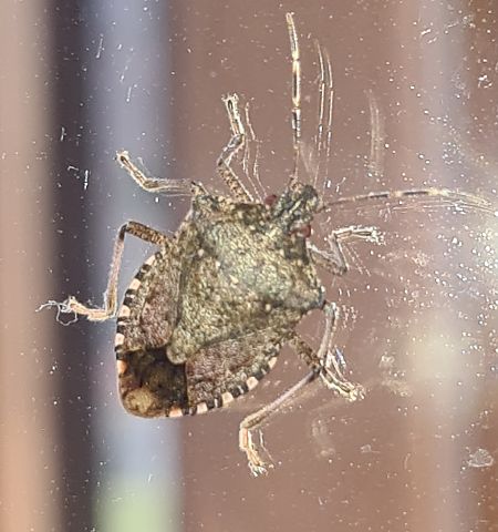 Cimice asiatica  - Fabrizio Florit (FVG)