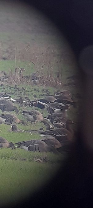 Oca collorosso  - Emanuele Crepet