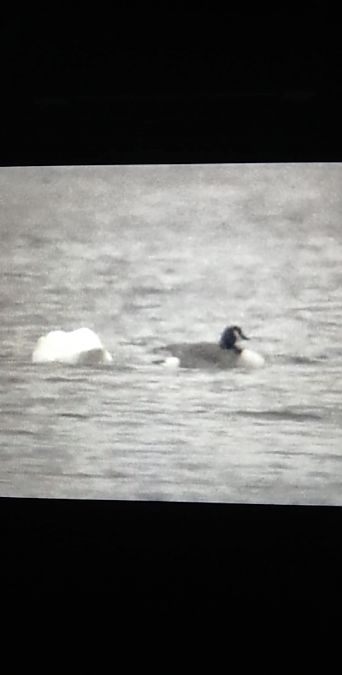 bernikla kanadyjska  - Dawid Kowalski