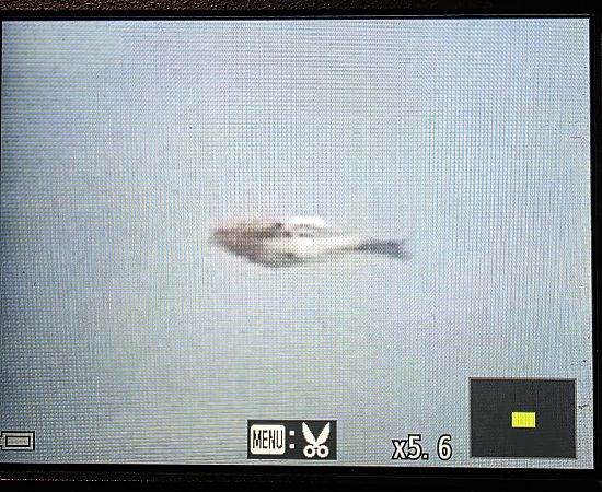 rzepołuch  - Robert Locman