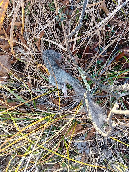 Ghiro  - Ivano Cfr Marcorin (FVG)