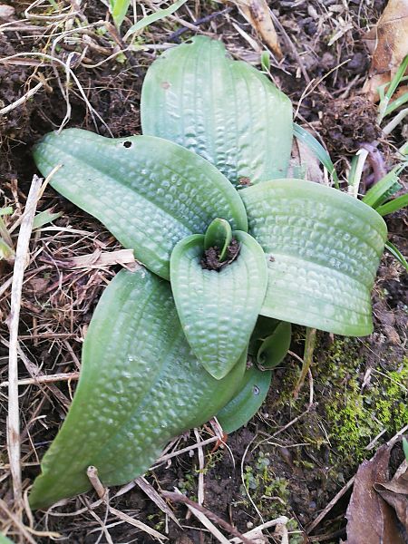 Ophrys sp.  - Laurent Fourneret