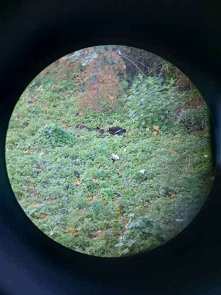 Gallinella d'acqua  - Lodovico Franchi