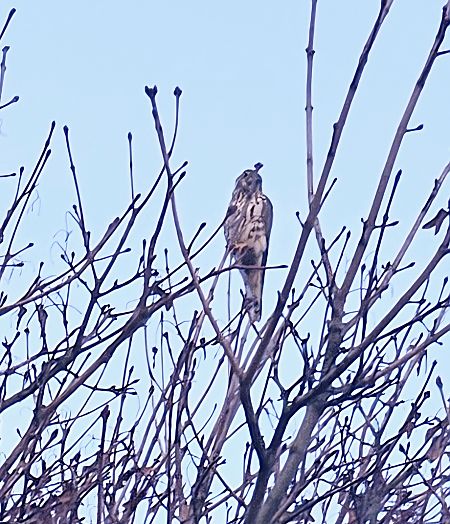 drzemlik  - Michał Przystański
