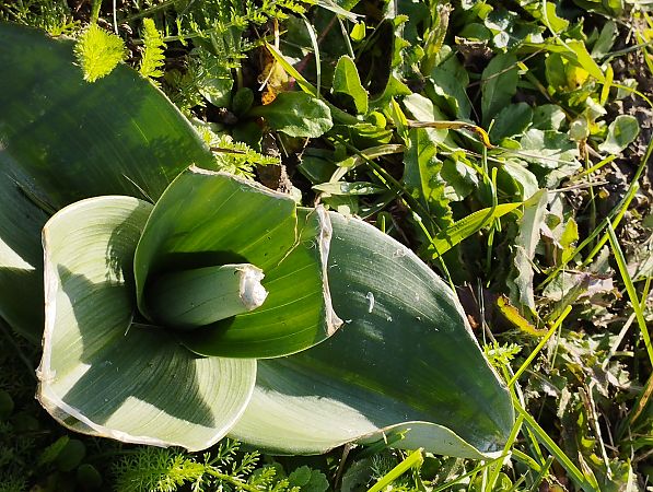 Himantoglossum robertianum  - Gérard Joseph