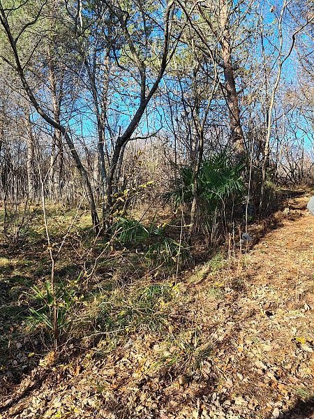 Trachycarpus fortunei  - Laura Sgambati (FVG)