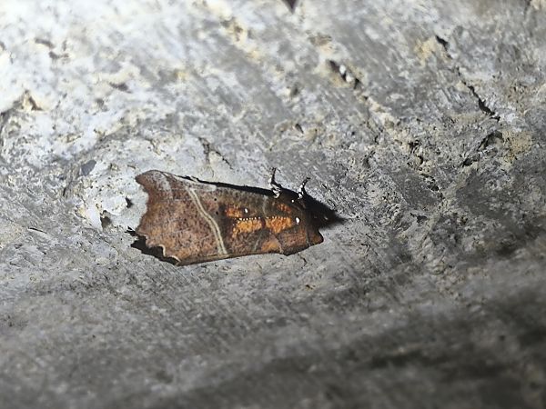 Scoliopteryx libatrix  - Mirko Tomasi