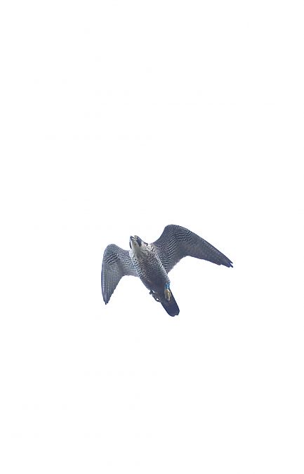 sokół wędrowny  - Maciej Sobieraj