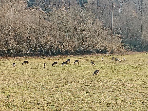 Daino  - Luigi Vatta (FVG)