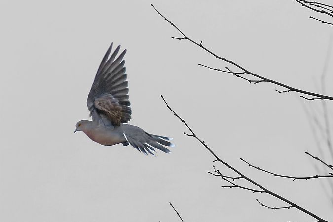 Tortora orientale  - Flavio Consonni