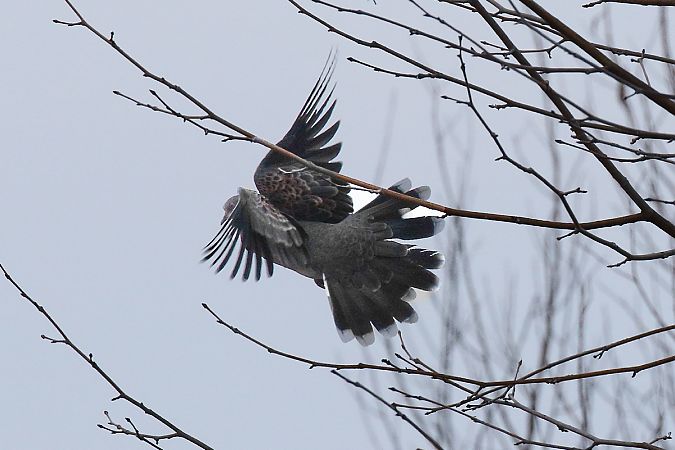 Tortora orientale  - Flavio Consonni