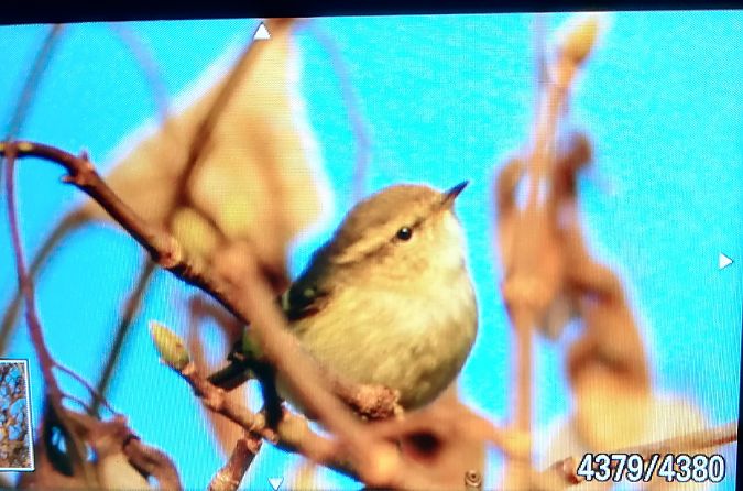 Luì di Hume  - Lorenza Venturini