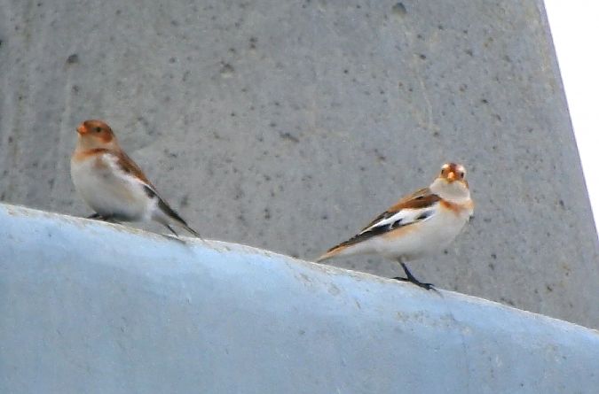 śnieguła  - Jonatan Manista