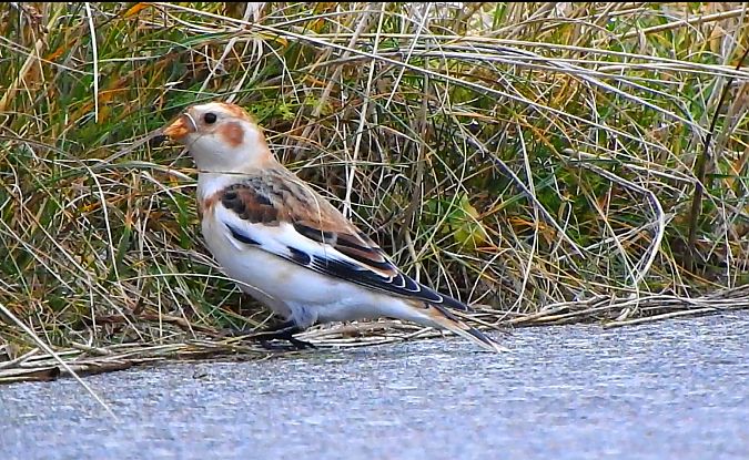 Bruant des neiges  - Jonatan Manista