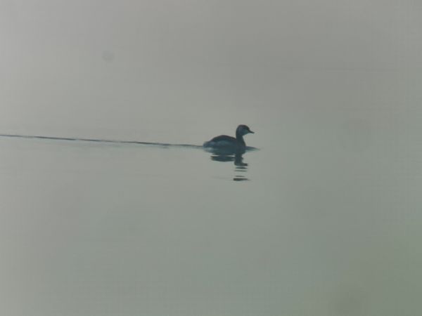 Grèbe esclavon  - Kilian Hagmüller