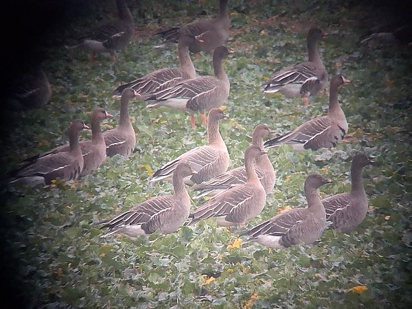 gęś krótkodzioba  - Bartosz Krąkowski