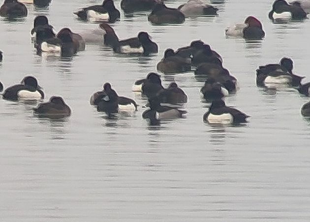 Fuligule à bec cerclé  - Stefan Werner