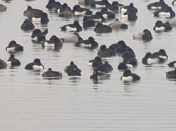 Fuligule à bec cerclé  - Stefan Werner
