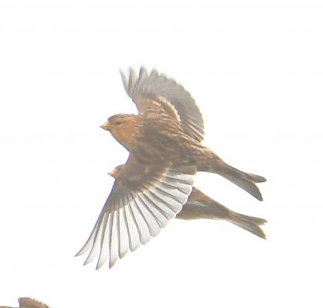 Linotte à bec jaune  - Paweł Zaniecki