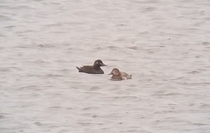 Samtente  - Michał Polakowski