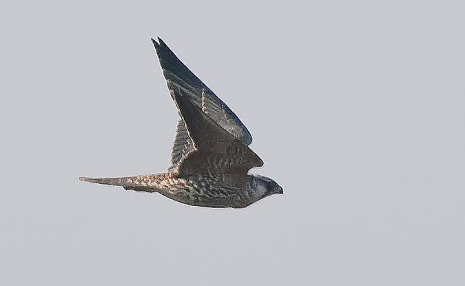 Falco pellegrino  - Tommaso Bonora