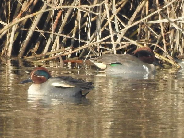 Alzavola americana  - Emanuele Crepet