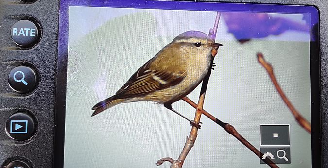 Luì di Hume  - Matteo Skodler