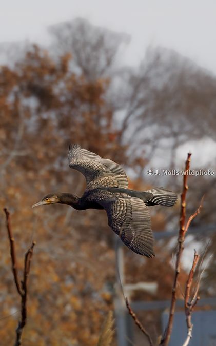 Corb marí gros  - Jose Molis