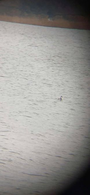 Horned Grebe  - Michał Bochman