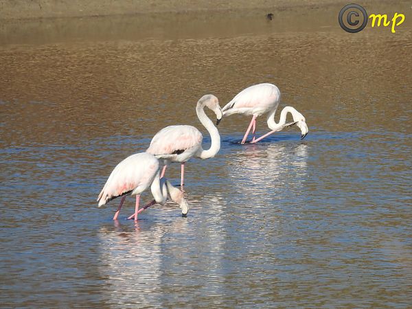 Fenicottero  - Mario Paloni