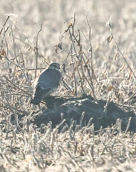 Merlin  - Paulina Leśniak