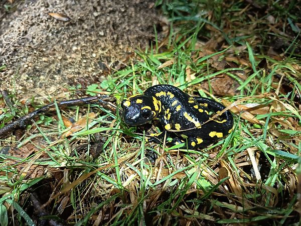 Salamandra comuna  - Carles Durà i Franch