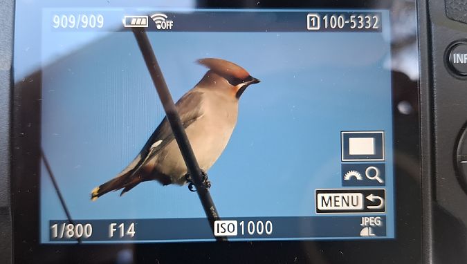 Seidenschwanz  - Tomasz Doroń