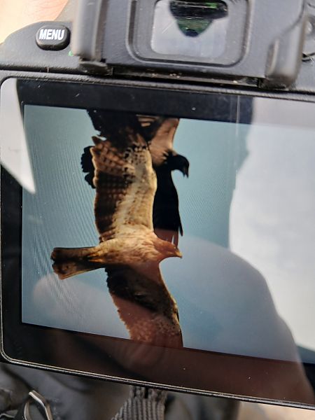 Zwergadler  - Dawid Kowalski