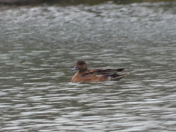 Fischione  - Andrea Sorrentino