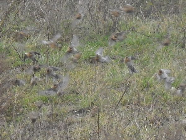 Linotte à bec jaune  - Samuel Odrzykoski