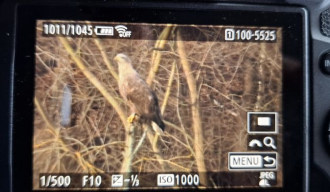 bielik  - Tomasz Doroń