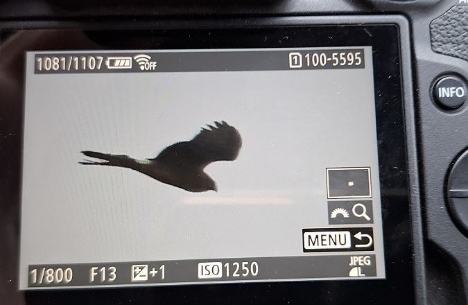 błotniak zbożowy  - Tomasz Doroń